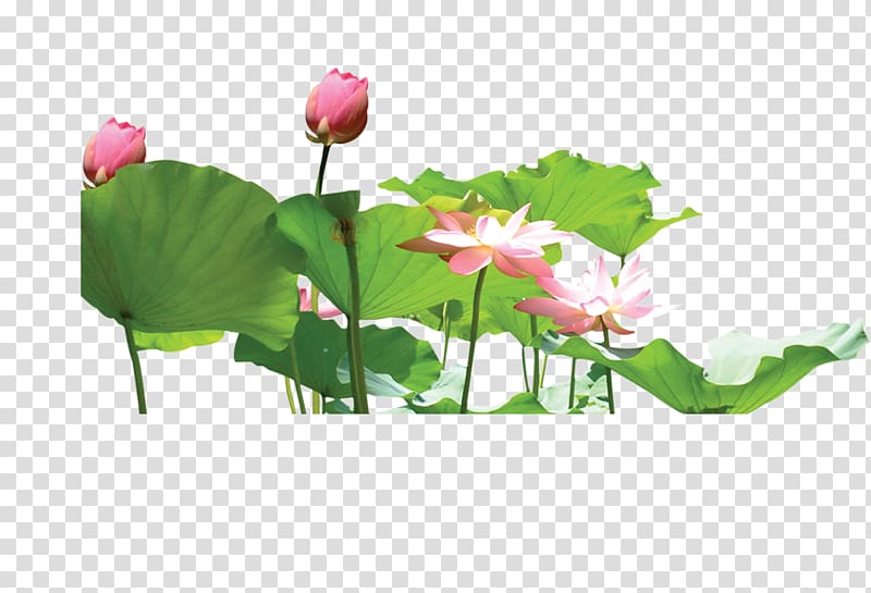 Nelumbo nucifera Aquatic plant Lotus effect, Lotus lotus leaf transparent background PNG clipart