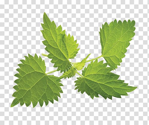 Nettle transparent background PNG clipart