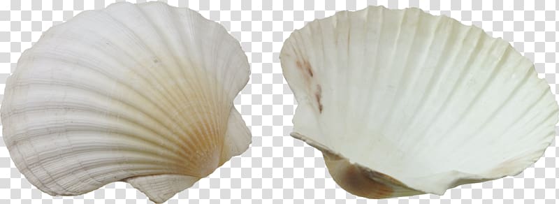 Seashell Desktop , seashell transparent background PNG clipart