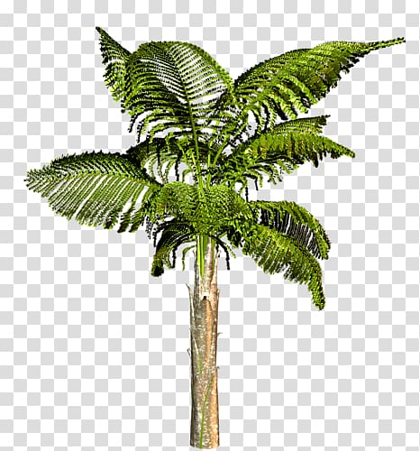 Attalea speciosa Arecaceae Tree Coconut Houseplant, tree transparent background PNG clipart