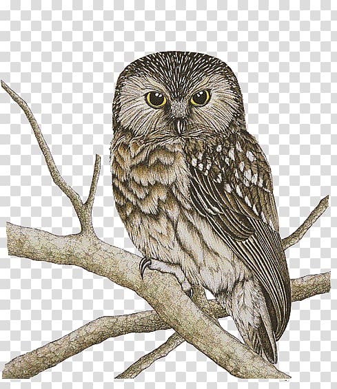 Owl Bird Morepork Drawing, chouette transparent background PNG clipart