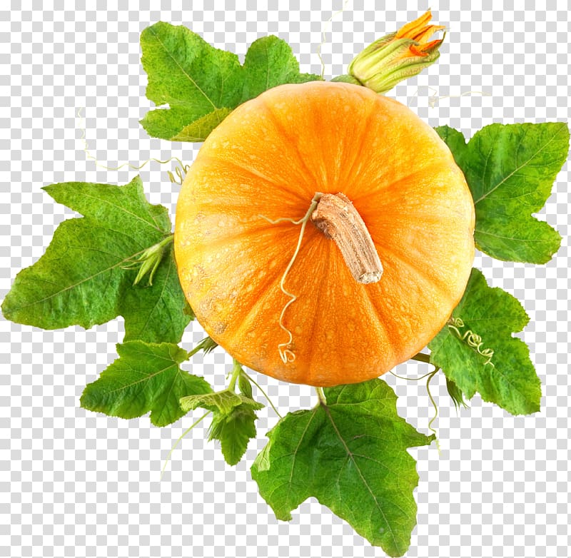 Pumpkin Cucurbita pepo Calabaza Squash, Pumpkin transparent background PNG clipart