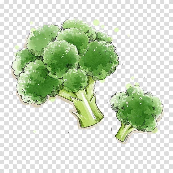 Broccoli Vegetable Food Illustration, Painted broccoli transparent background PNG clipart