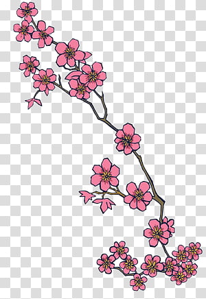 Cherry Blossom Cherries Japanese Ornament Drawing Flower Pink Cut  Flowers Petal transparent background PNG clipart  HiClipart