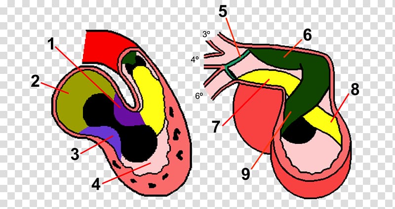 Human anatomy Embryology Heart development, heart transparent background PNG clipart