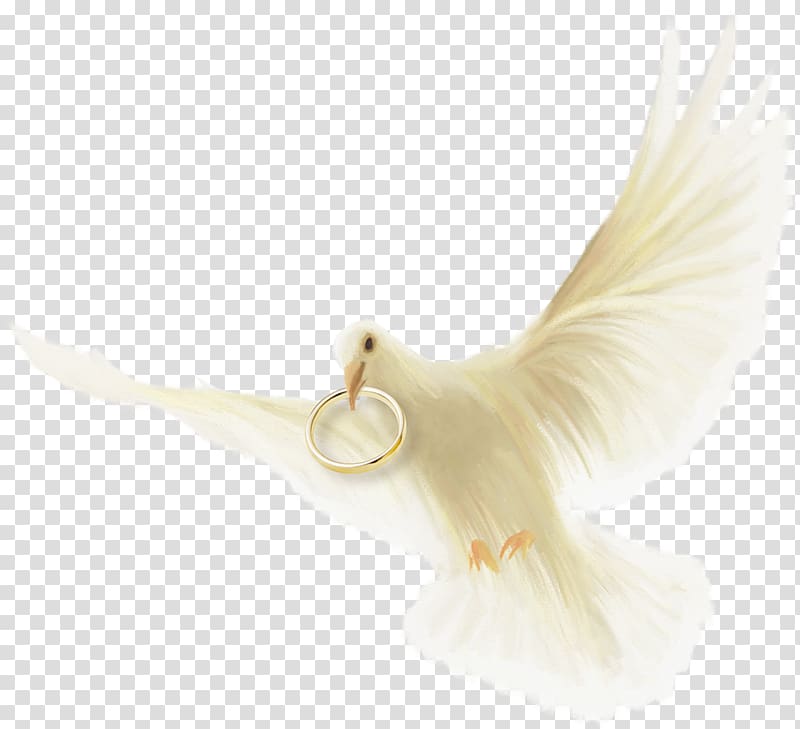 Wedding ring Bird, wedding element transparent background PNG clipart
