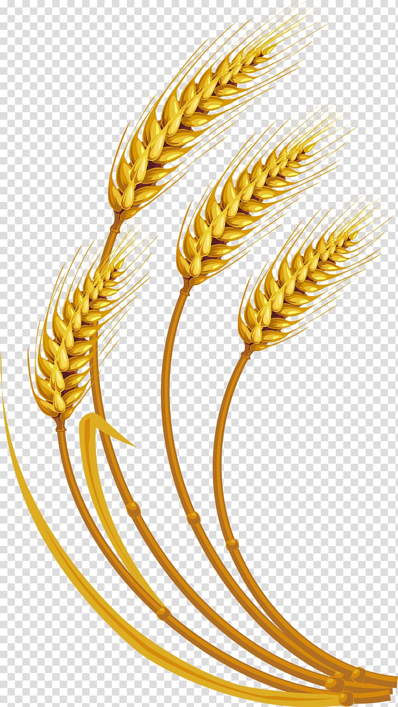 Wheat Grauds Cereal , wheat transparent background PNG clipart
