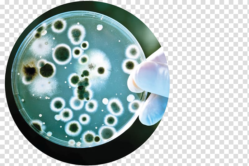 Antimicrobial resistance Bacteria Biology MRSA Super bug Assure Diagnostic Center, others transparent background PNG clipart