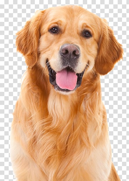 Golden Retriever Puppy Cat Pet Dog training, pet dog transparent background PNG clipart
