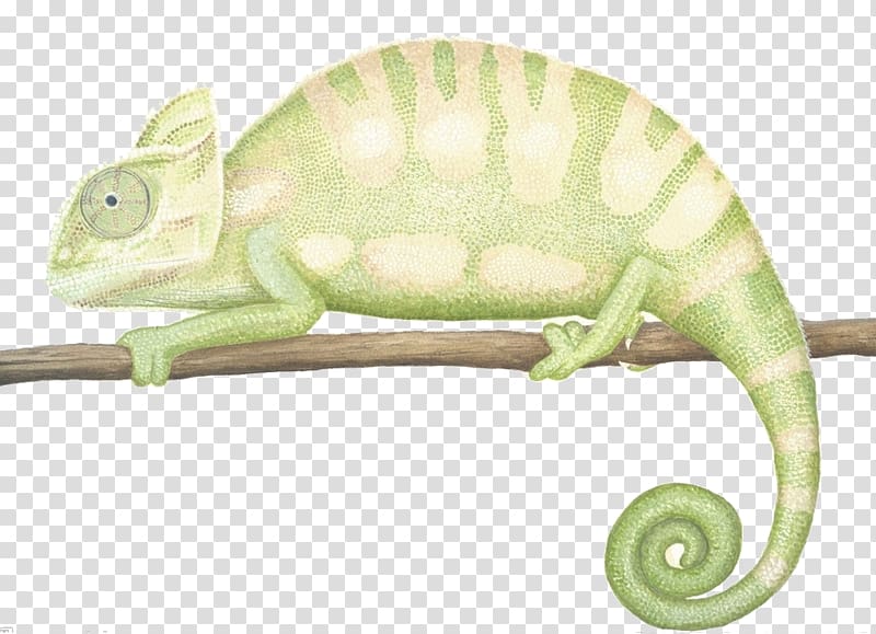 Chameleons Reptile Illustration, African chameleon transparent background PNG clipart