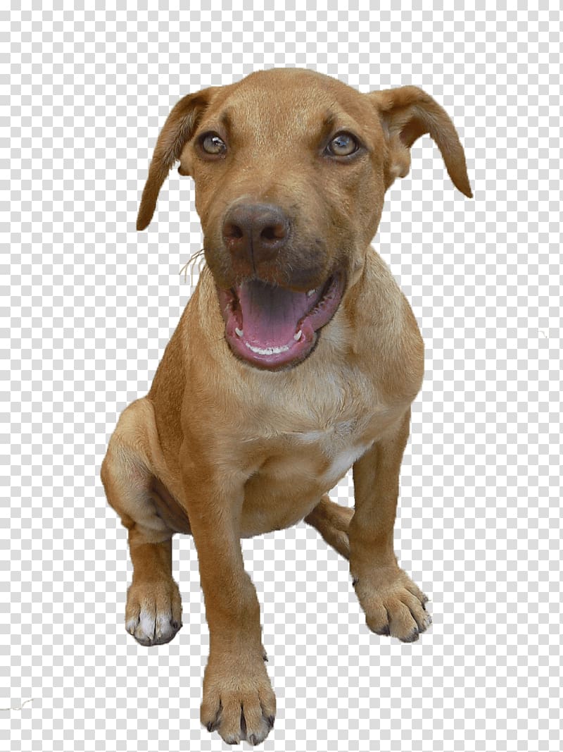American Pit Bull Terrier Puppy Dog breed Black Mouth Cur, nose transparent background PNG clipart
