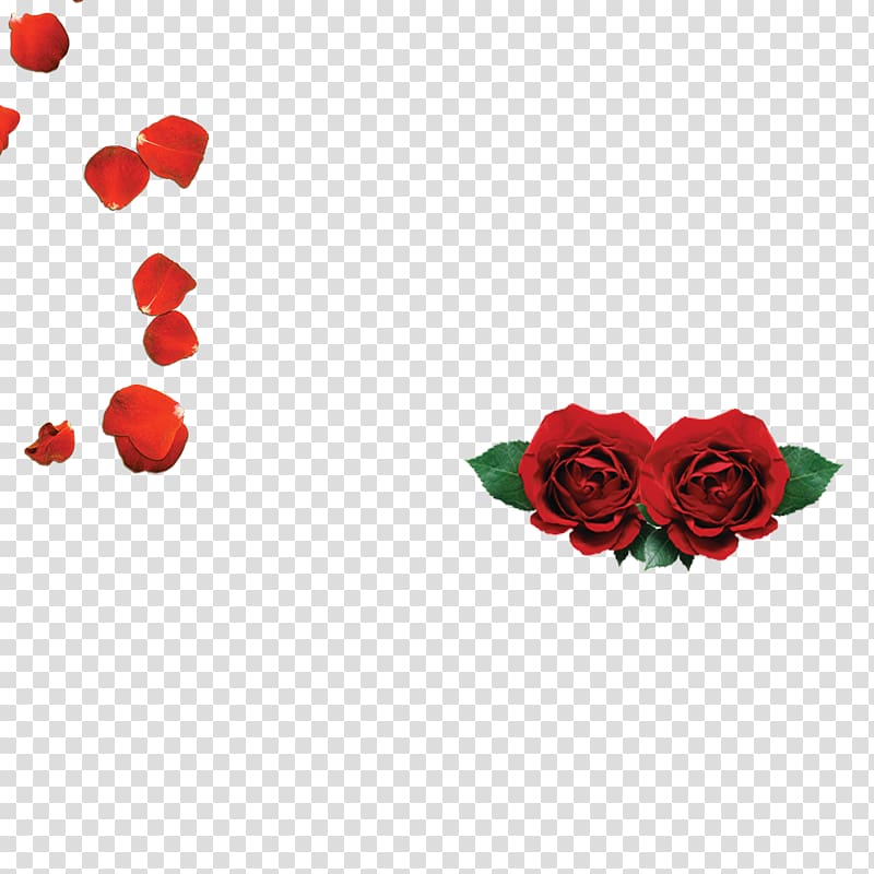 Garden roses Beach rose Petal Red, rose transparent background PNG clipart