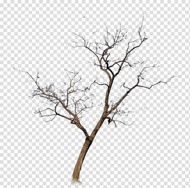 dry brown tree, Withered,No leaf transparent background PNG clipart