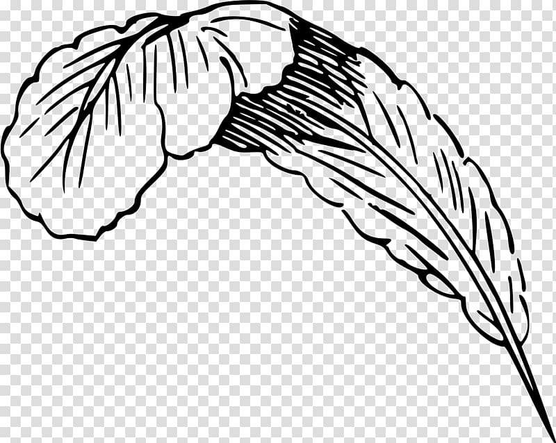 Feather Drawing , drawing feather transparent background PNG clipart