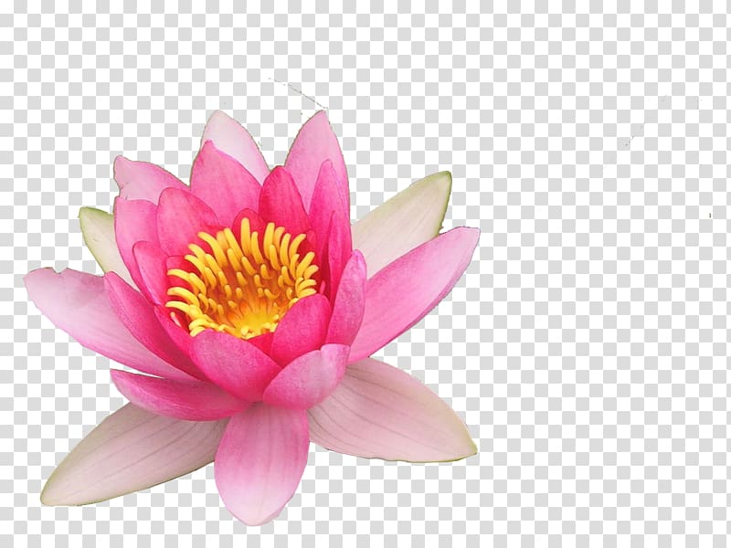 pink petaled flowers, Nelumbo nucifera Close-up Petal Lotus, Lotus transparent background PNG clipart