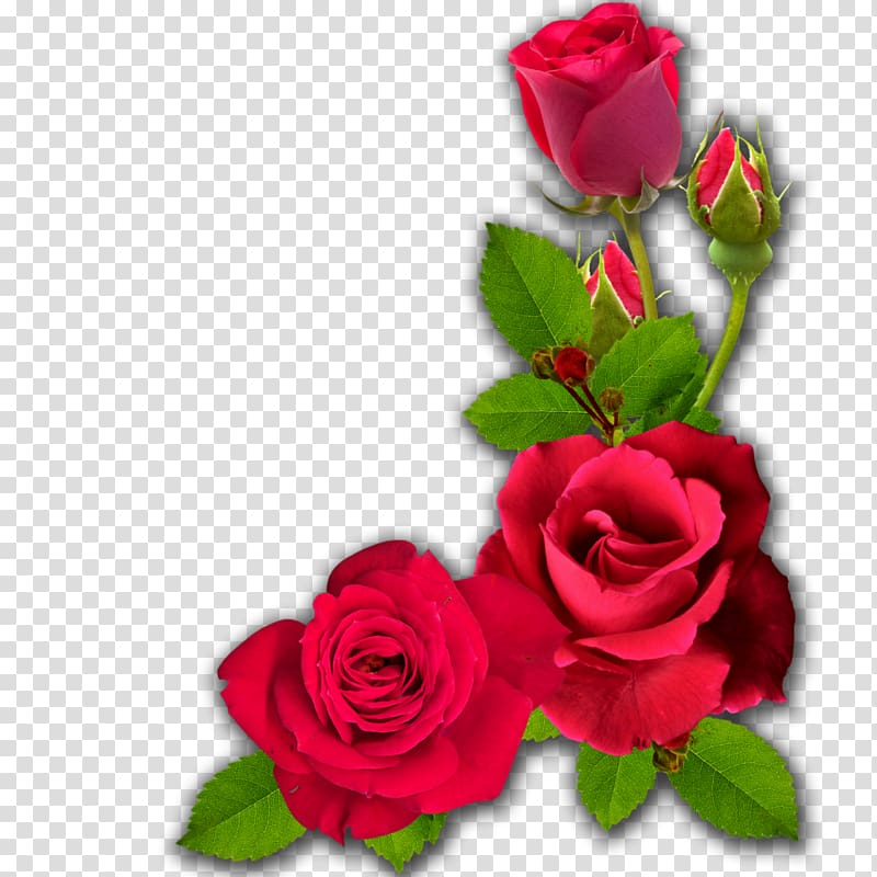 Cut flowers Garden roses, Dussehra transparent background PNG clipart