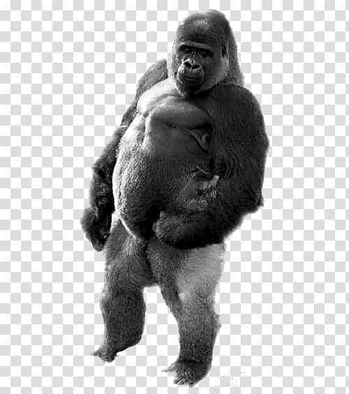 Gorilla Ape Ambam Walking Homo sapiens, Adult black gorilla transparent background PNG clipart