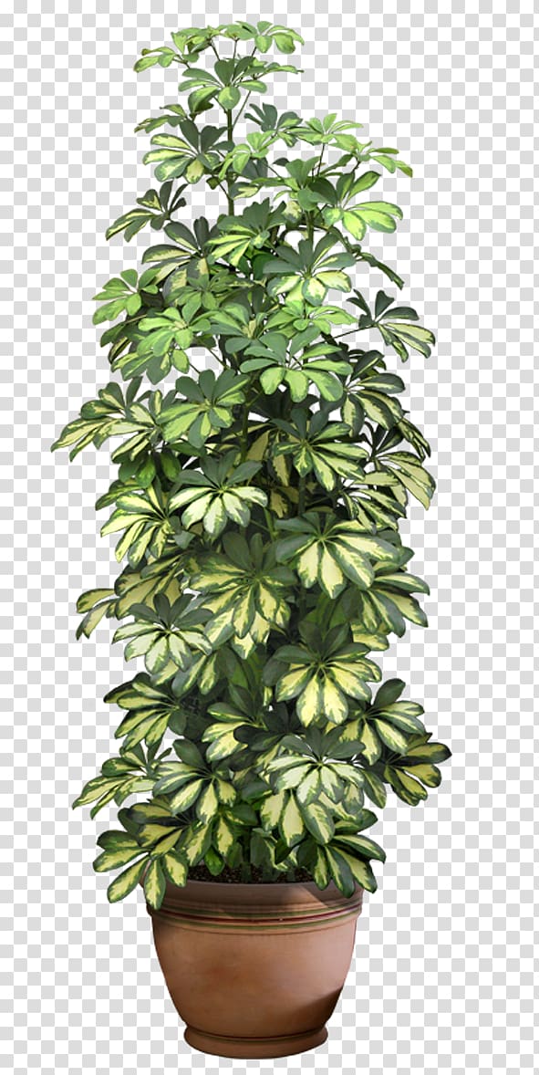 green leafed plant on brown pot illustration, Houseplant Flowerpot , plant transparent background PNG clipart