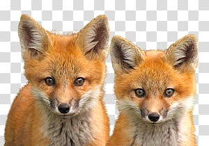 Fox transparent background PNG clipart