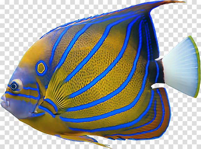 Portable Network Graphics JPEG Saltwater fish Desktop , aquarium transparent background PNG clipart