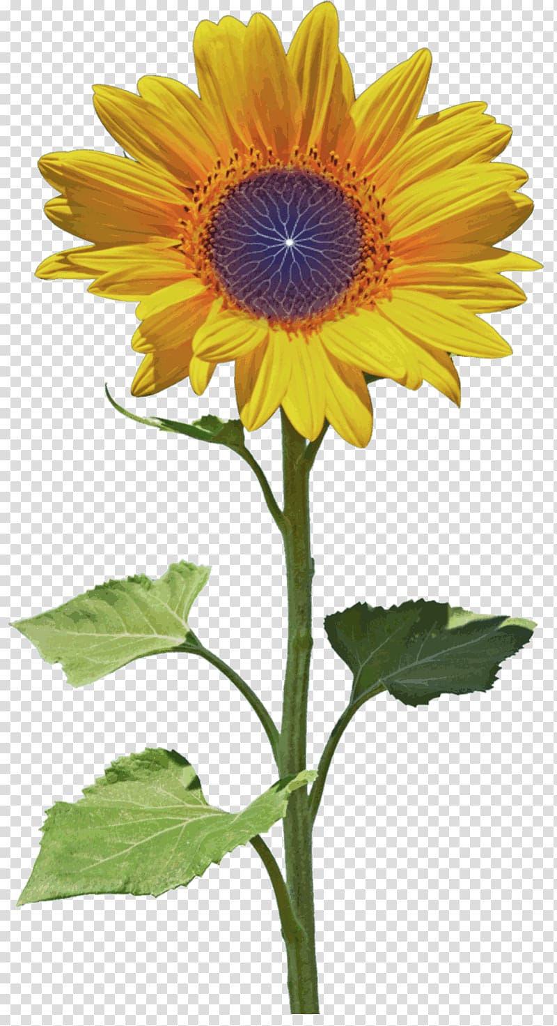 Sunflower seed Petal Blume, dynamic transparent background PNG clipart