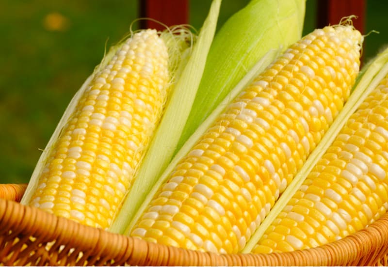 Corn on the cob Genetically modified maize Genetically modified food Genetically modified organism, corn transparent background PNG clipart