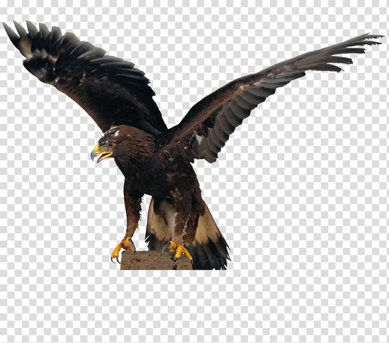 Falconiformes Bald Eagle Hawk Owl Flight, eagle transparent background PNG clipart