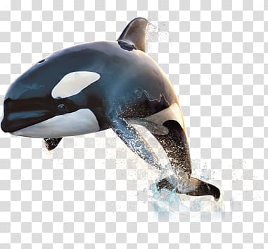 jumping dolphins transparent background PNG clipart