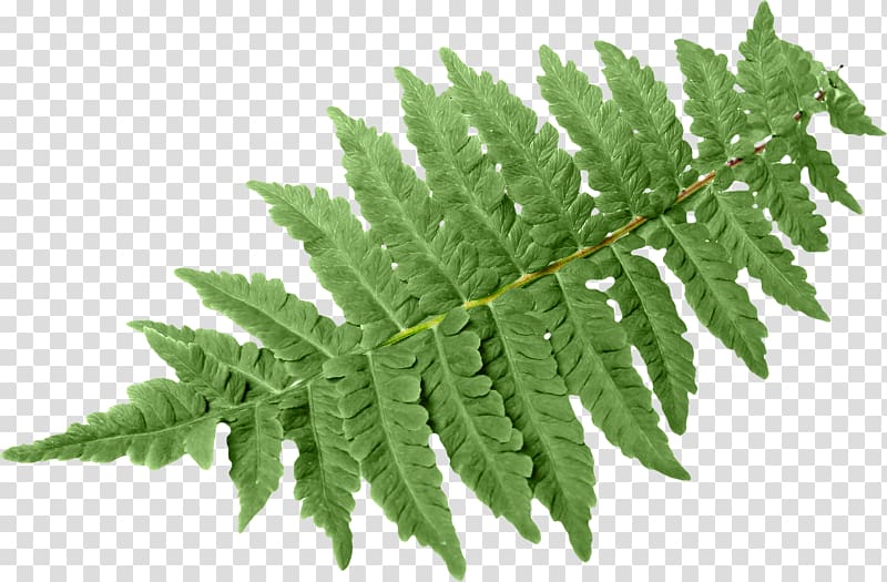 green leaves, Leaf Fern Vascular plant Green Burknar, fern transparent background PNG clipart