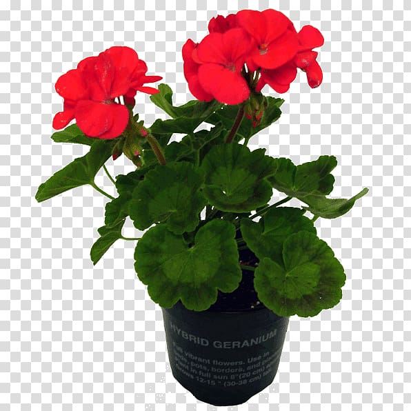 Geraniums Flowerpot Annual plant, flower pot transparent background PNG clipart