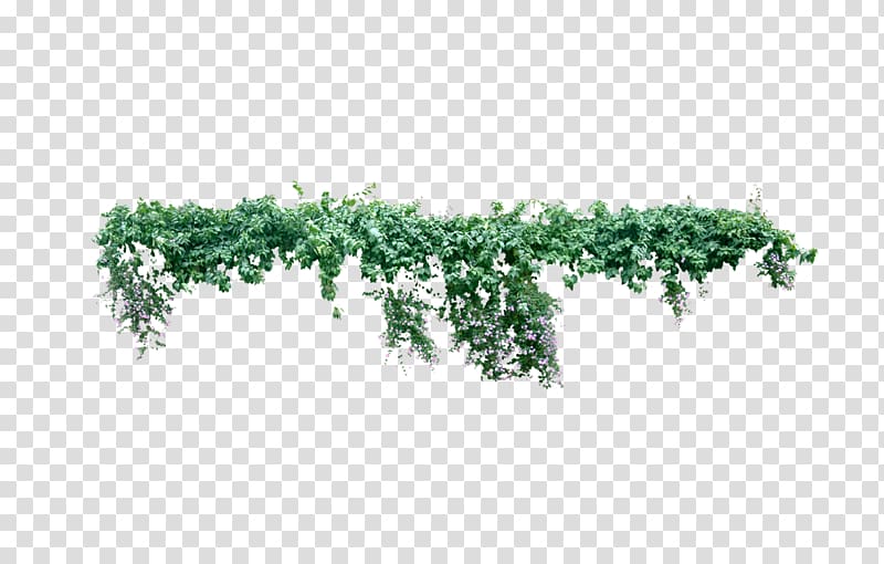 green vine plant, Vine Plant Liana Tree, Creeper transparent background PNG clipart