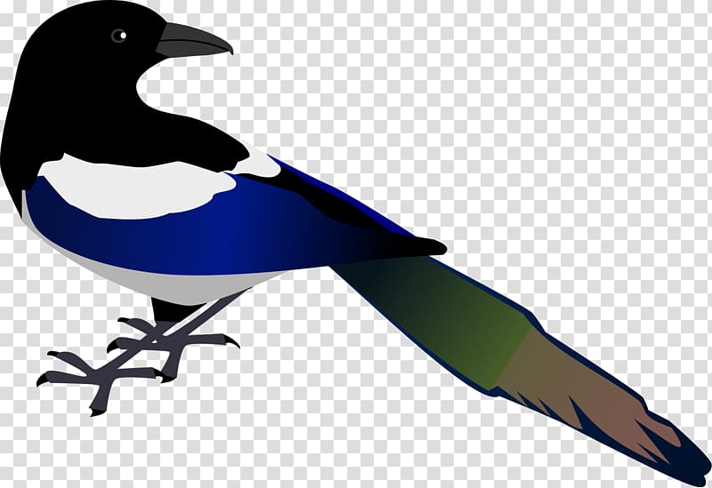 Eurasian Magpie , bird transparent background PNG clipart