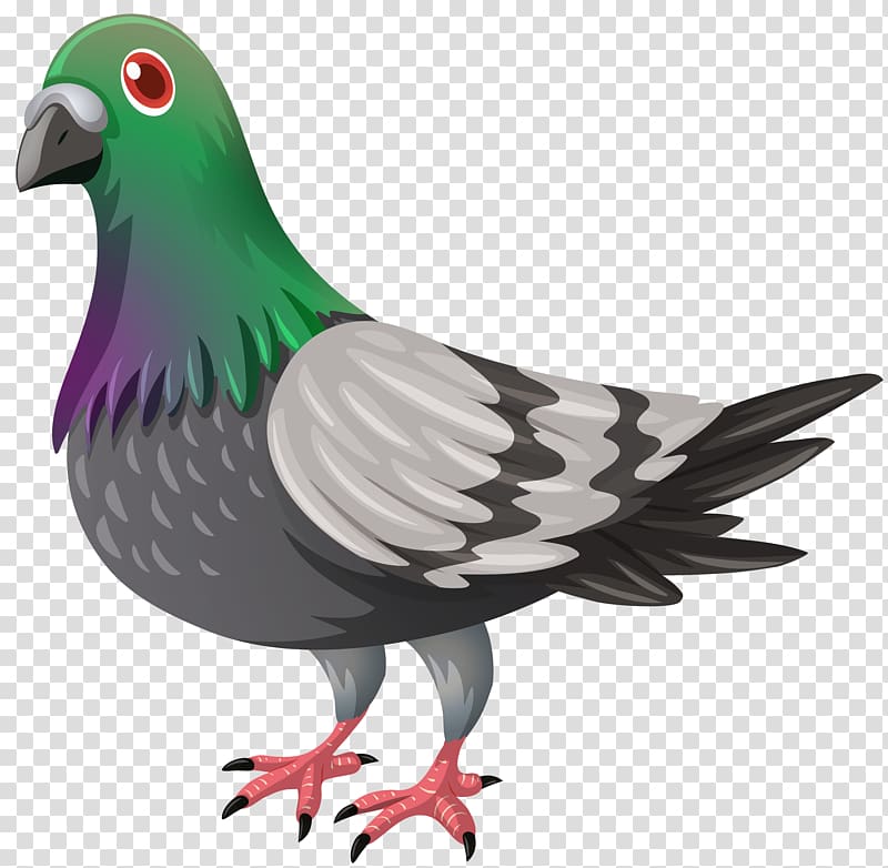 green and gray bird , Domestic pigeon Pigeons and doves Papua New Guinea Pidgin, Pigeon transparent background PNG clipart