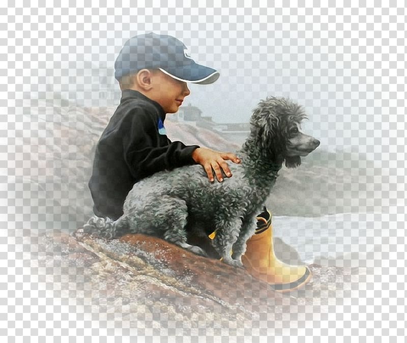 Standard Poodle Spanish Water Dog Puppy Dog breed, puppy transparent background PNG clipart