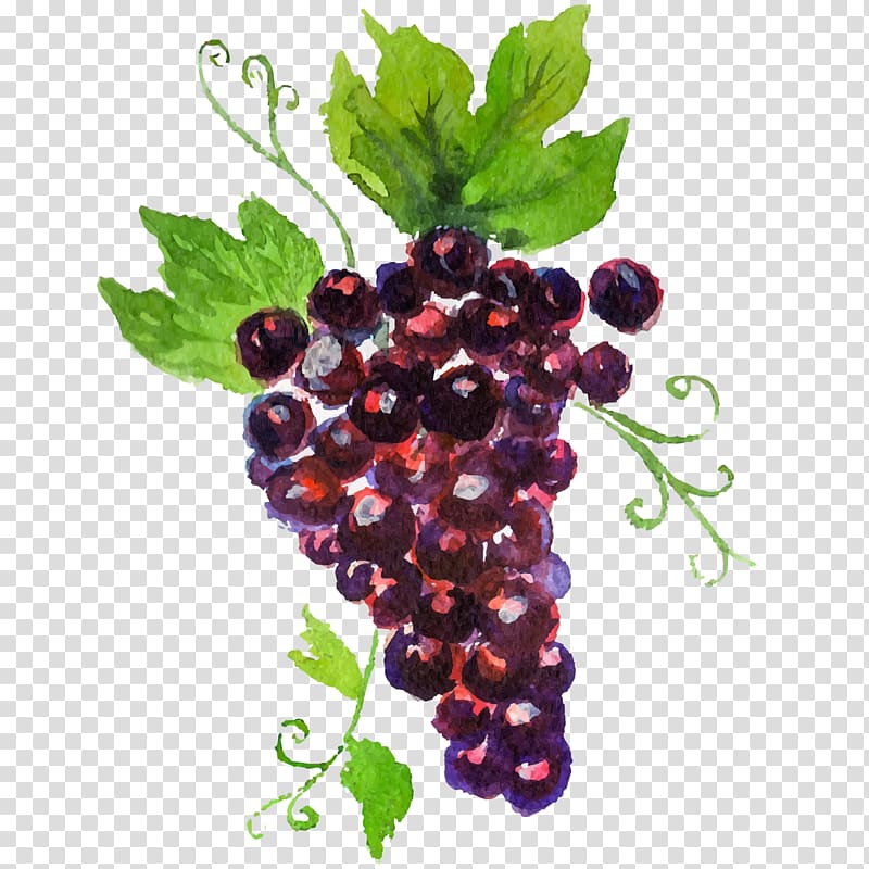 red grape fruit painting, Grape Auglis Watercolor painting, Hand-painted grapes transparent background PNG clipart