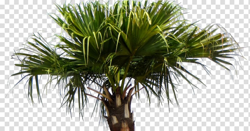 Asian palmyra palm Livistona chinensis Arecaceae Babassu Tree, chinese plant transparent background PNG clipart