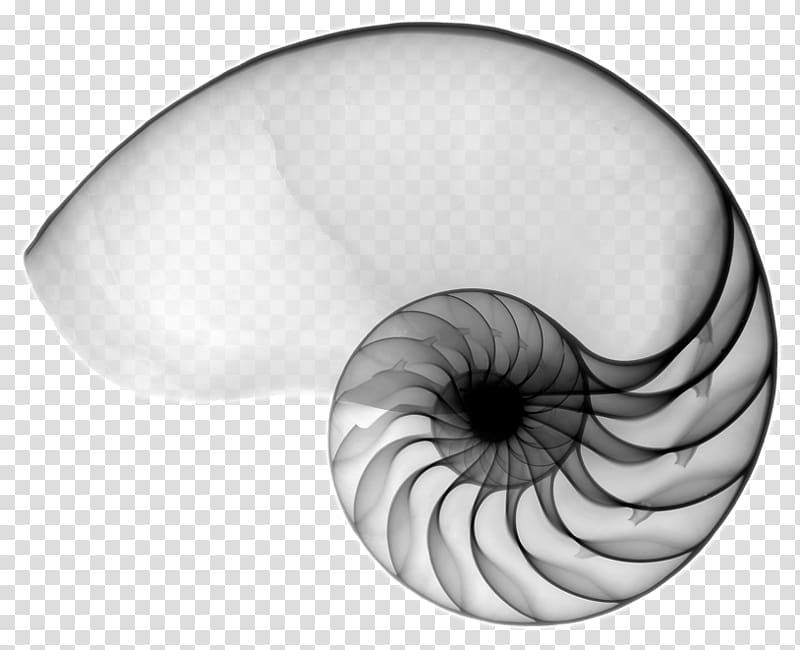 Chambered nautilus Tao Te Ching Seashell Spiral, seashell transparent background PNG clipart
