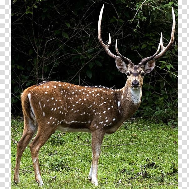 Roe deer White-tailed deer Chital Hunting, deer transparent background PNG clipart