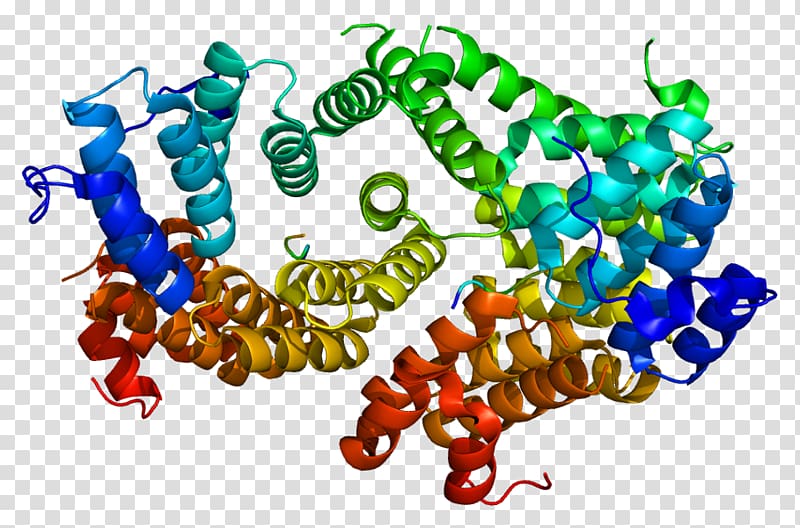 PEX5 Peroxisome Protein PEX12 Gene, Peroxisome Proliferatoractivated Receptor transparent background PNG clipart