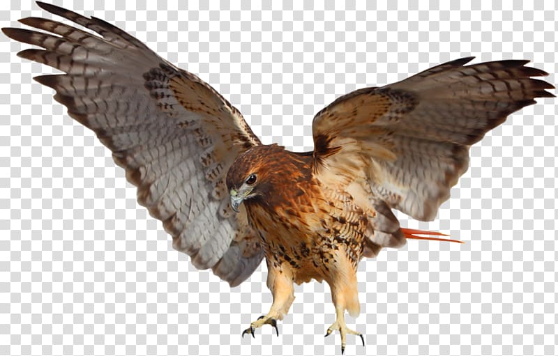 Red-tailed hawk Bird Bald Eagle, Bird transparent background PNG clipart