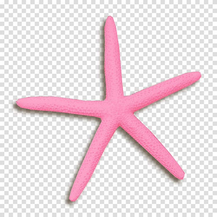 Starfish, starfish transparent background PNG clipart