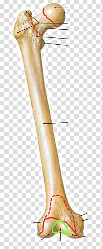 Lateral epicondyle of the femur Medial epicondyle of the femur Anatomy Medial condyle of femur, others transparent background PNG clipart