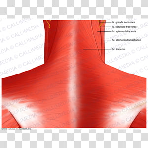Brand Shoulder Angle, design transparent background PNG clipart thumbnail