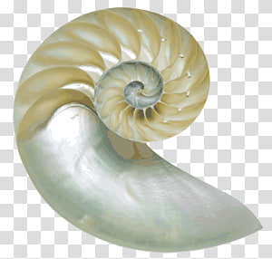 Chambered nautilus Nautilidae Seashell , seashell transparent background PNG clipart thumbnail