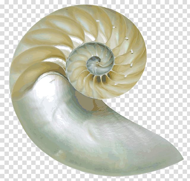 Chambered nautilus Nautilidae Seashell , seashell transparent background PNG clipart