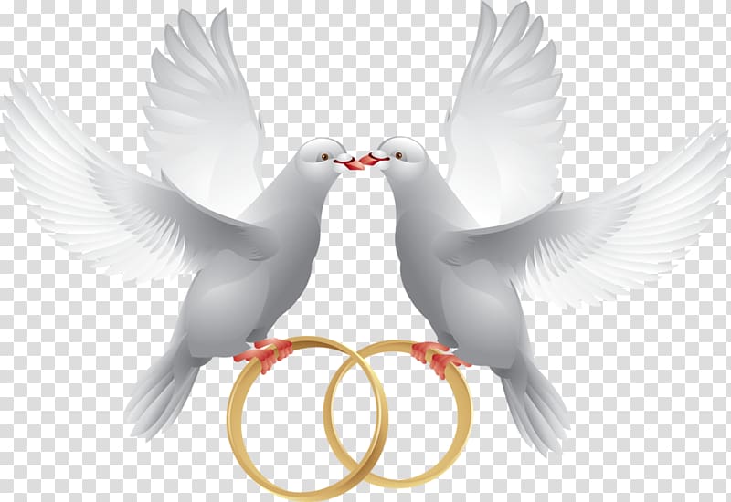 Columbidae Wedding Ring , Bird Wedding Invite transparent background PNG clipart