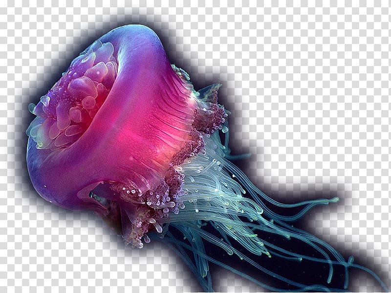 Jellyfish Deep sea creature Ocean, sea transparent background PNG clipart