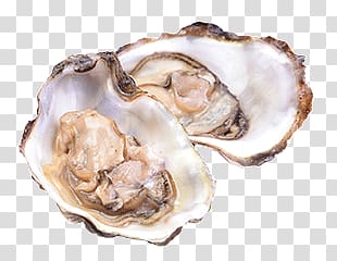 two raw oysters, Open Oysters transparent background PNG clipart