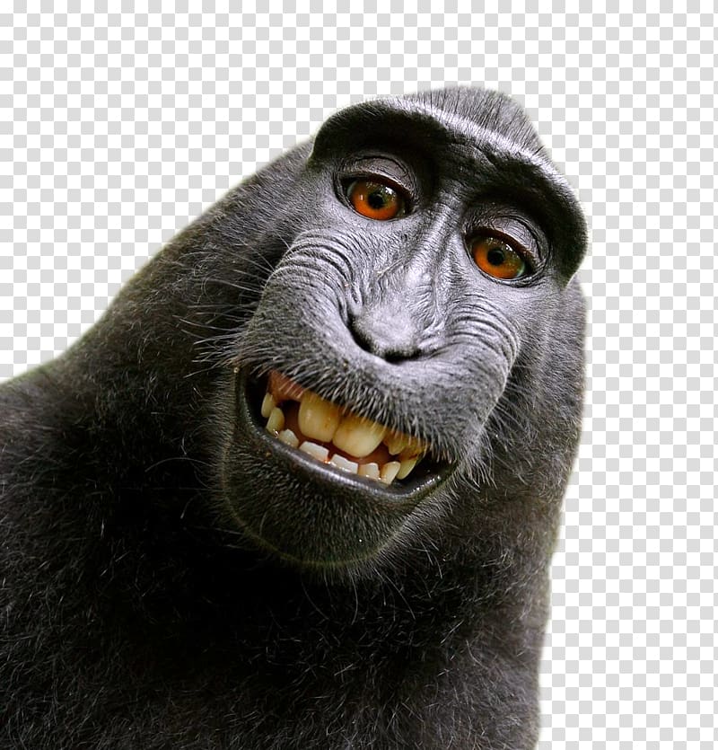 Celebes crested macaque Monkey selfie Lawsuit, Monkey transparent background PNG clipart