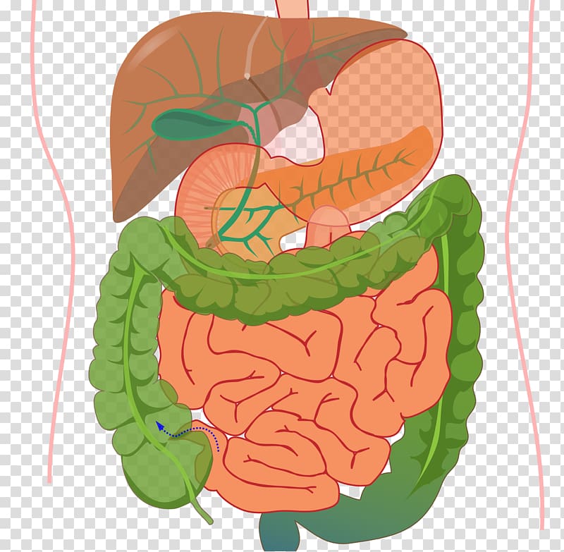 Gastrointestinal tract Human digestive system Digestion Organ system Human body, digestive system transparent background PNG clipart